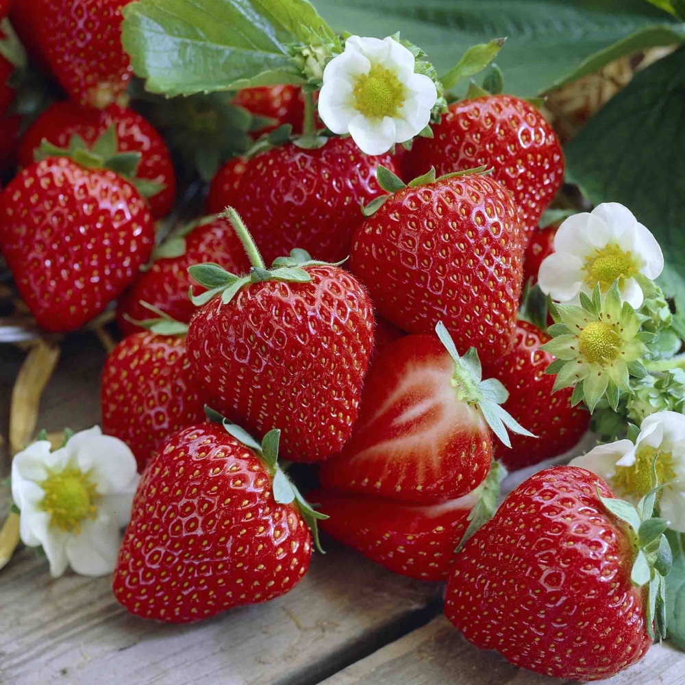 Земляника Зенга Зенгана